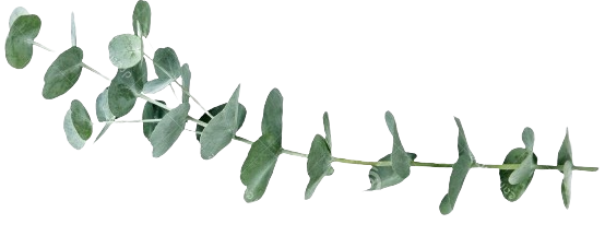 Eucalyptus