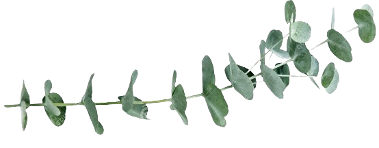 Eucalyptus